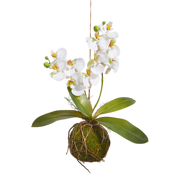 Orchid, real touch white with moss ball