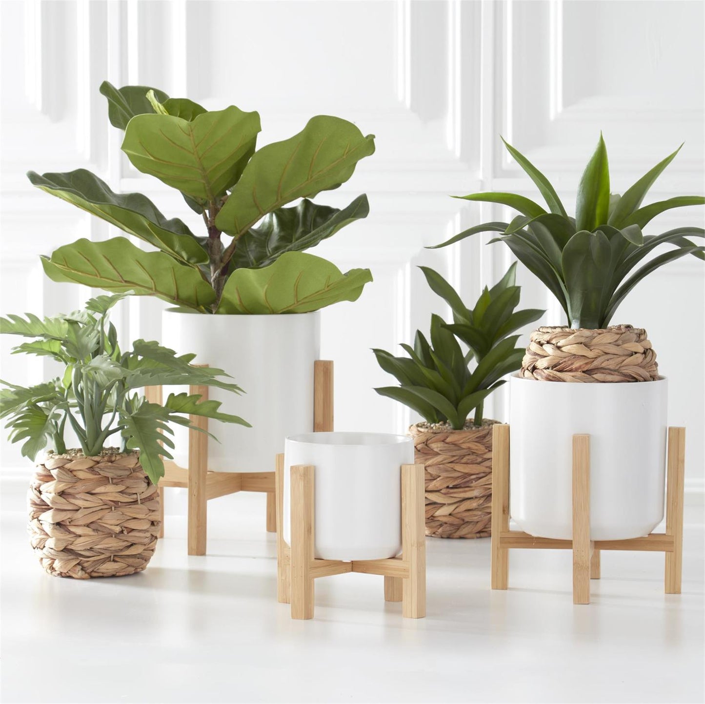 21 Inch Fiddle Fig Tree in White Ceramic Pot