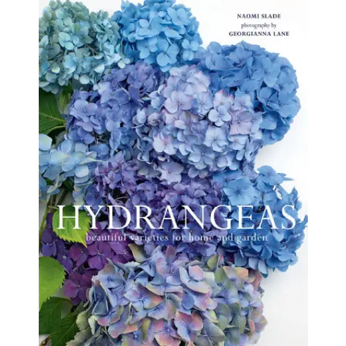 Hydrangeas by Naomi Slade