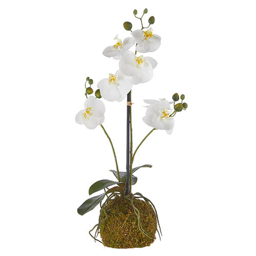 23.75 Real Touch White Orchid With Moss Ball