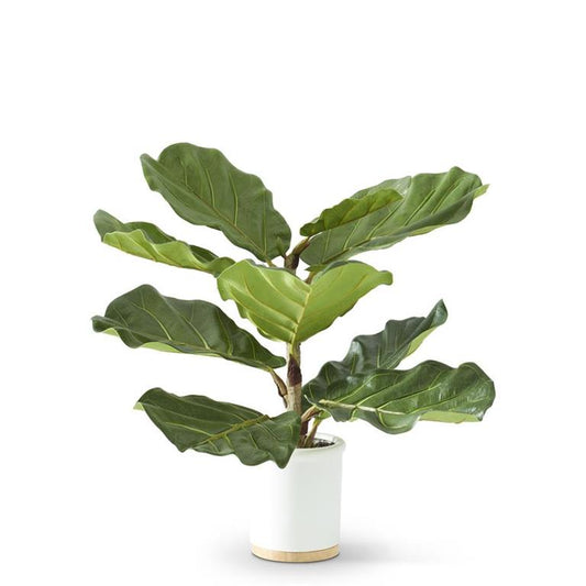 21 Inch Fiddle Fig Tree in White Ceramic Pot